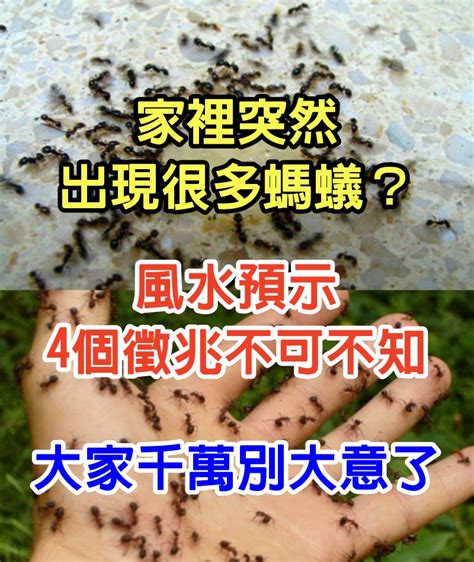 廁所很多螞蟻|家裡突然冒出很多小螞蟻怎麼辦？滅蟲專家教3招徹底消滅，1個便。